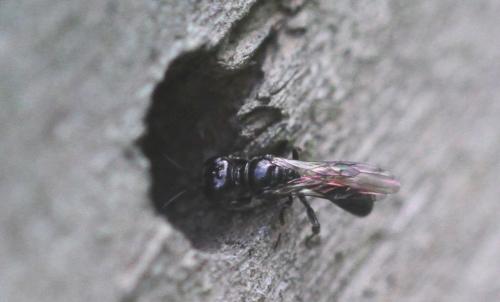 Crossocerus annulipes